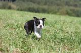 BOSTON TERRIER 129